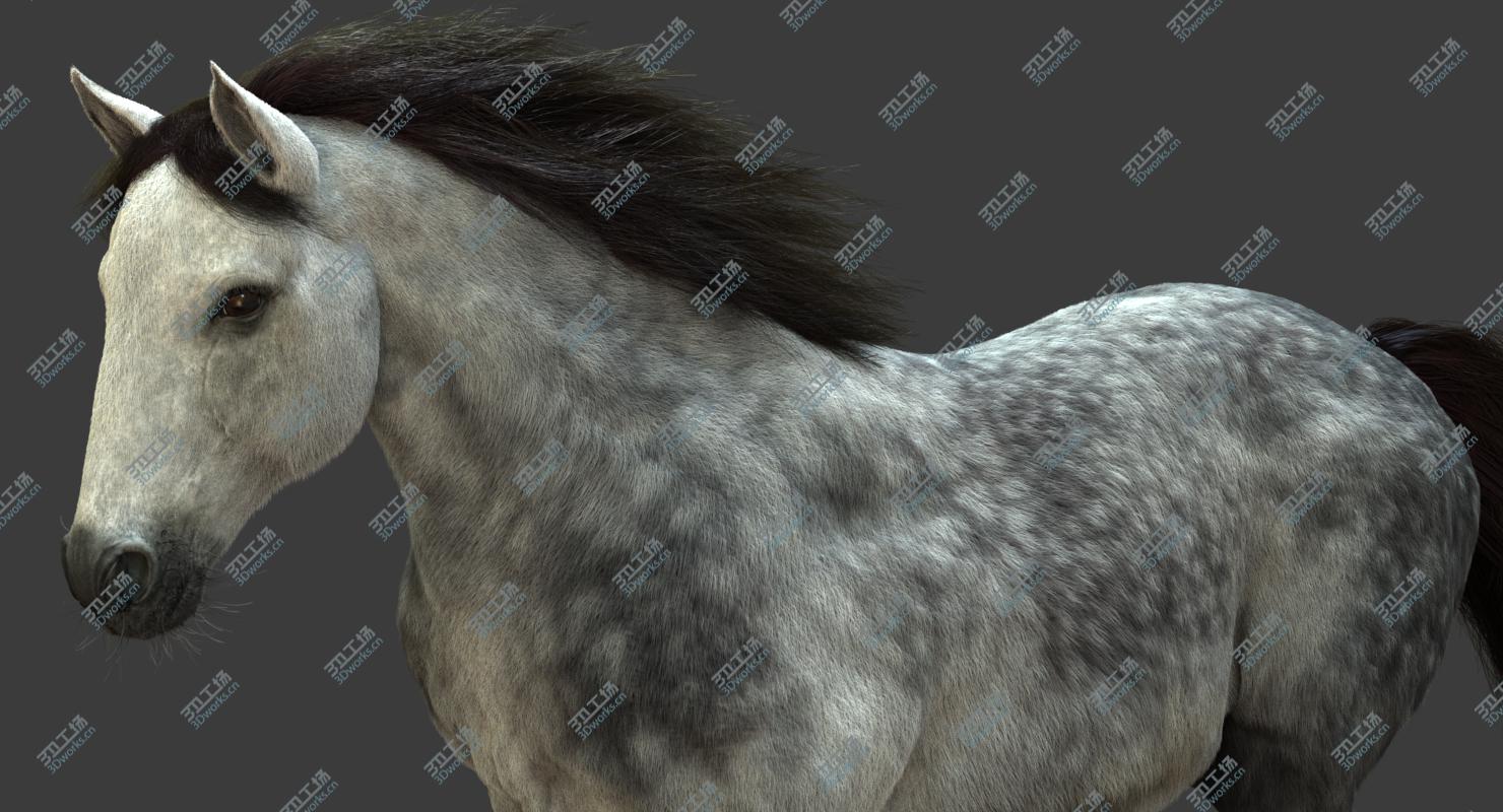 images/goods_img/2021040161/3D model Horse (2) (DappleGrey) (ANIMATED) (FUR)/2.jpg